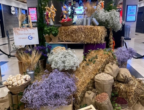  טו בשבט | קימיז