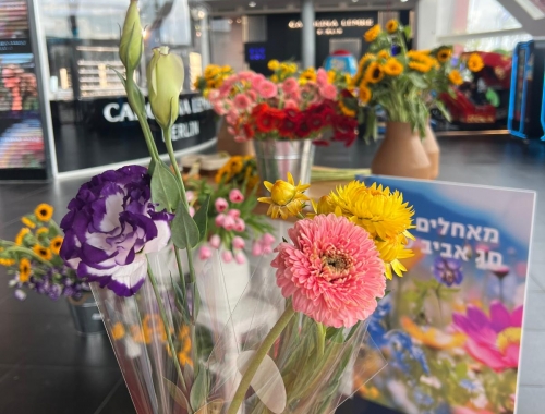 טו בשבט | קימיז